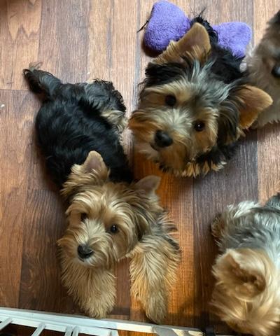 Sadie - Adopted