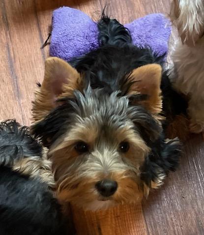 Sadie - Adopted