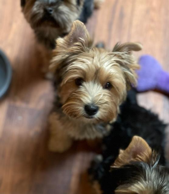 Copper - Adopted