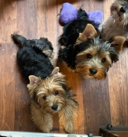 Sadie - Adopted