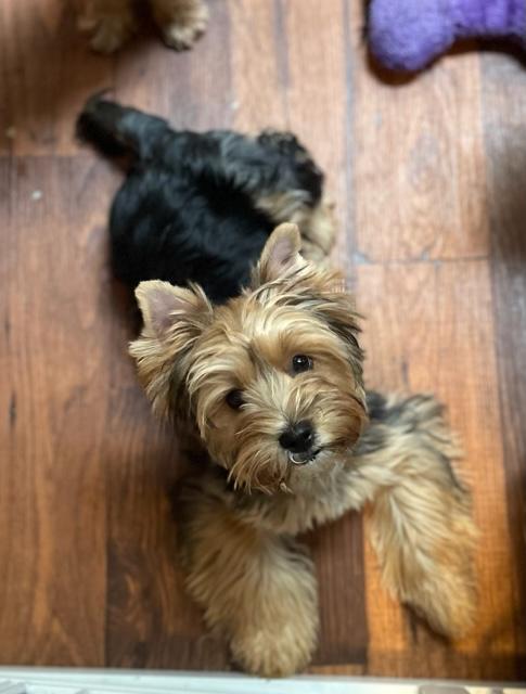 Copper - Adopted