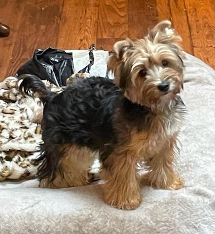 Copper - Adopted