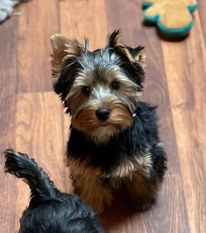 Sadie - Adopted