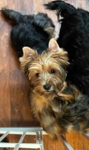 Copper - Adopted