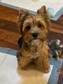Copper - Adopted