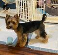 Copper - Adopted