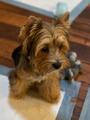 Copper - Adopted