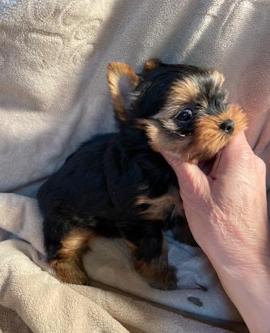 Milo - Adopted