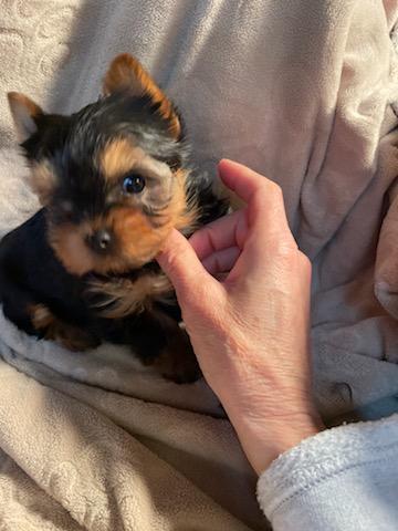 Milo - Adopted