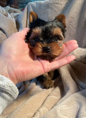 Milo - Adopted
