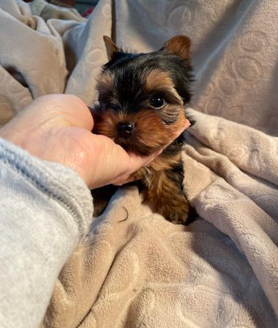 Milo - Adopted