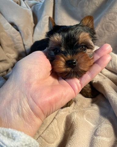 Milo - Adopted