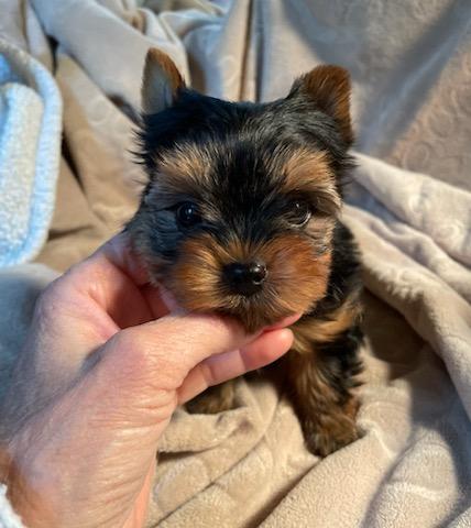Milo - Adopted