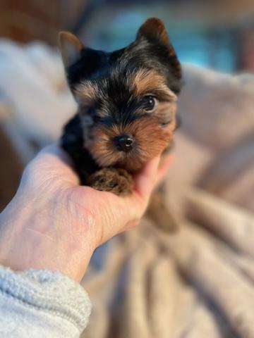 Milo - Adopted