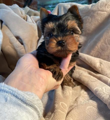 Milo - Adopted