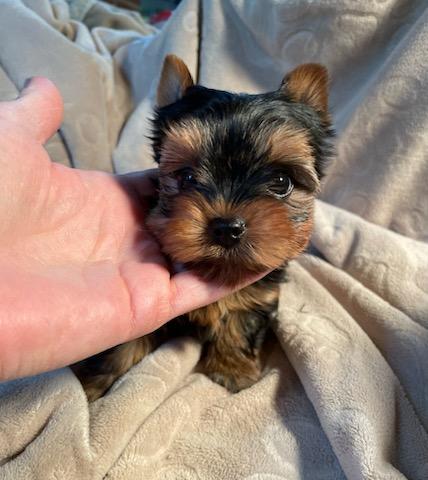 Milo - Adopted