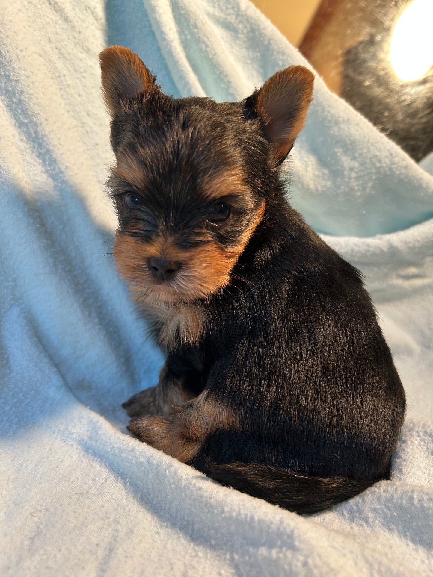 Baby Chestnut - Adopted