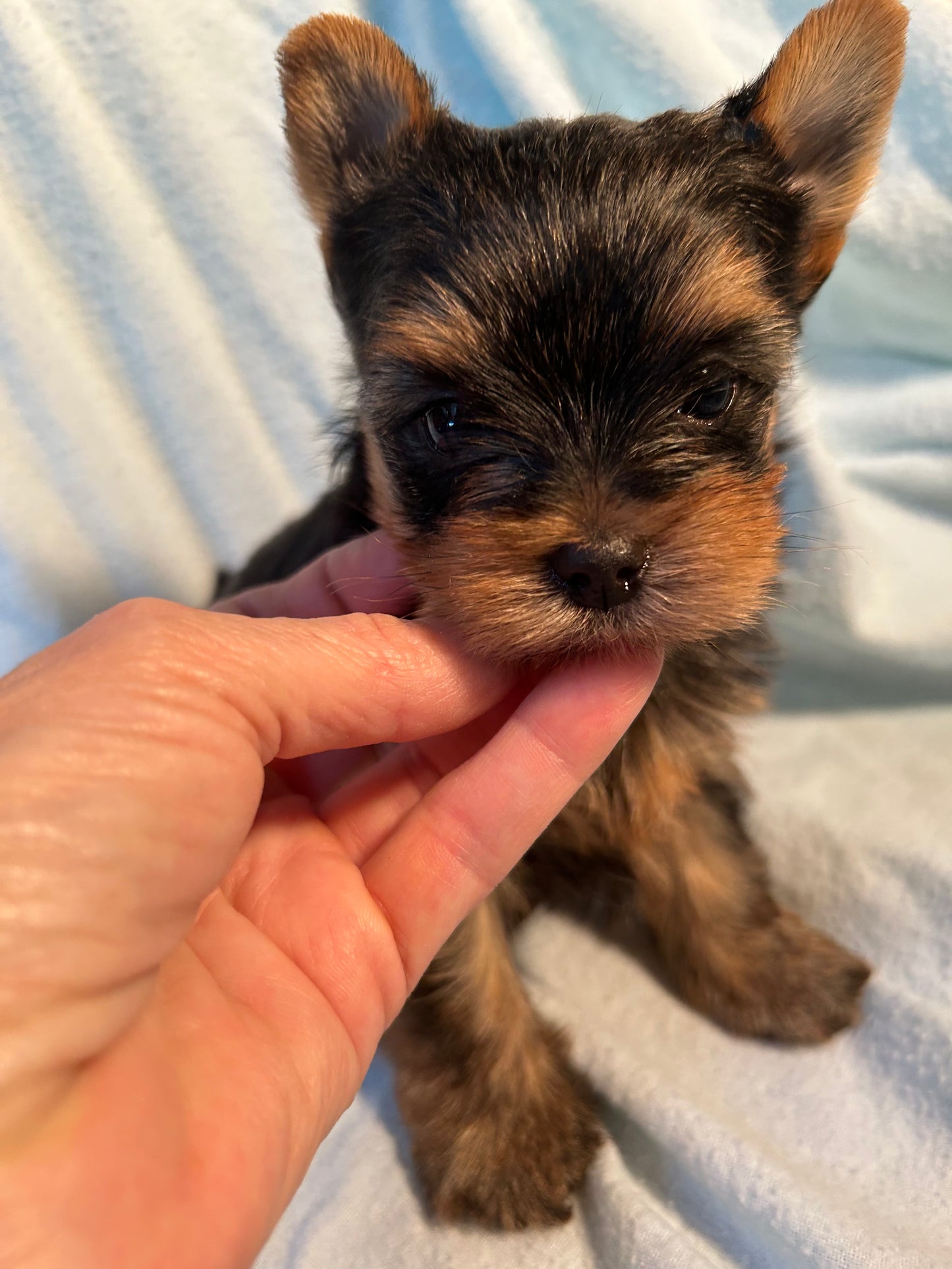Baby Chestnut - Adopted