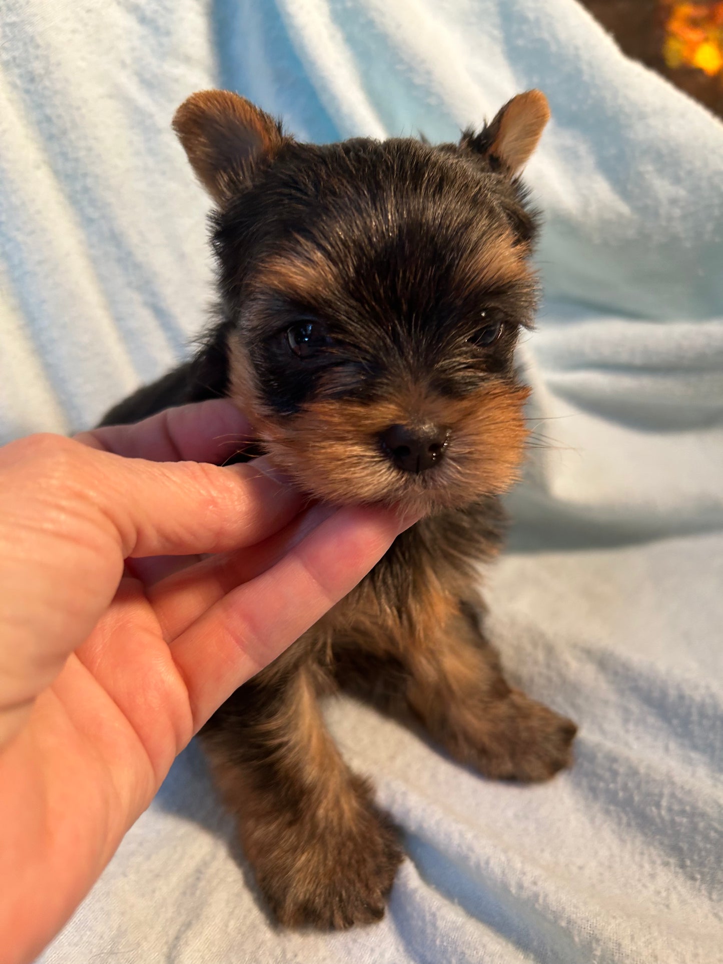 Baby Chestnut - Adopted