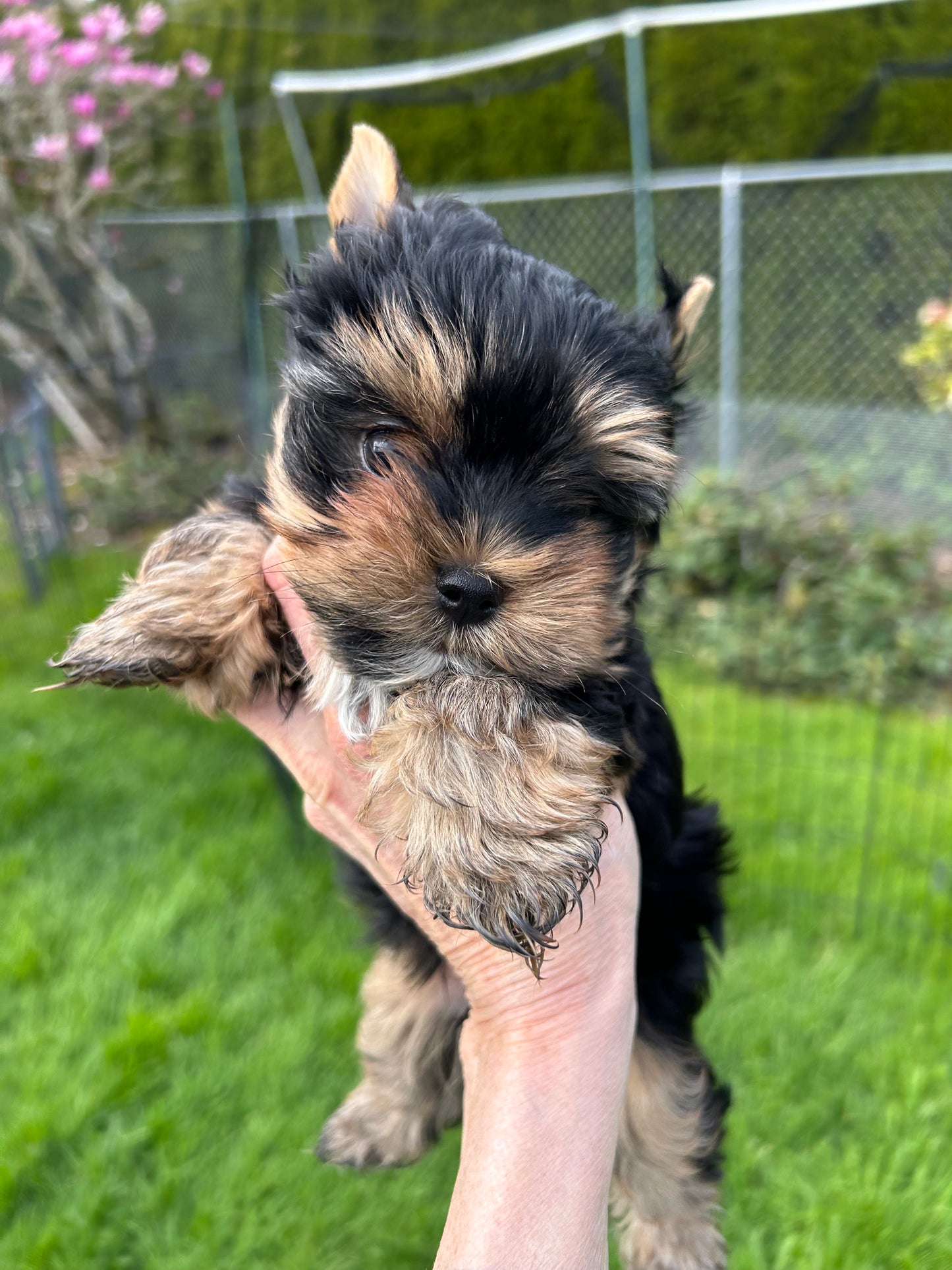 Baby Peanut - Adopted