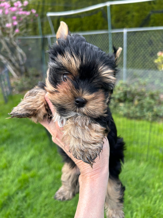 Baby Peanut - Adopted