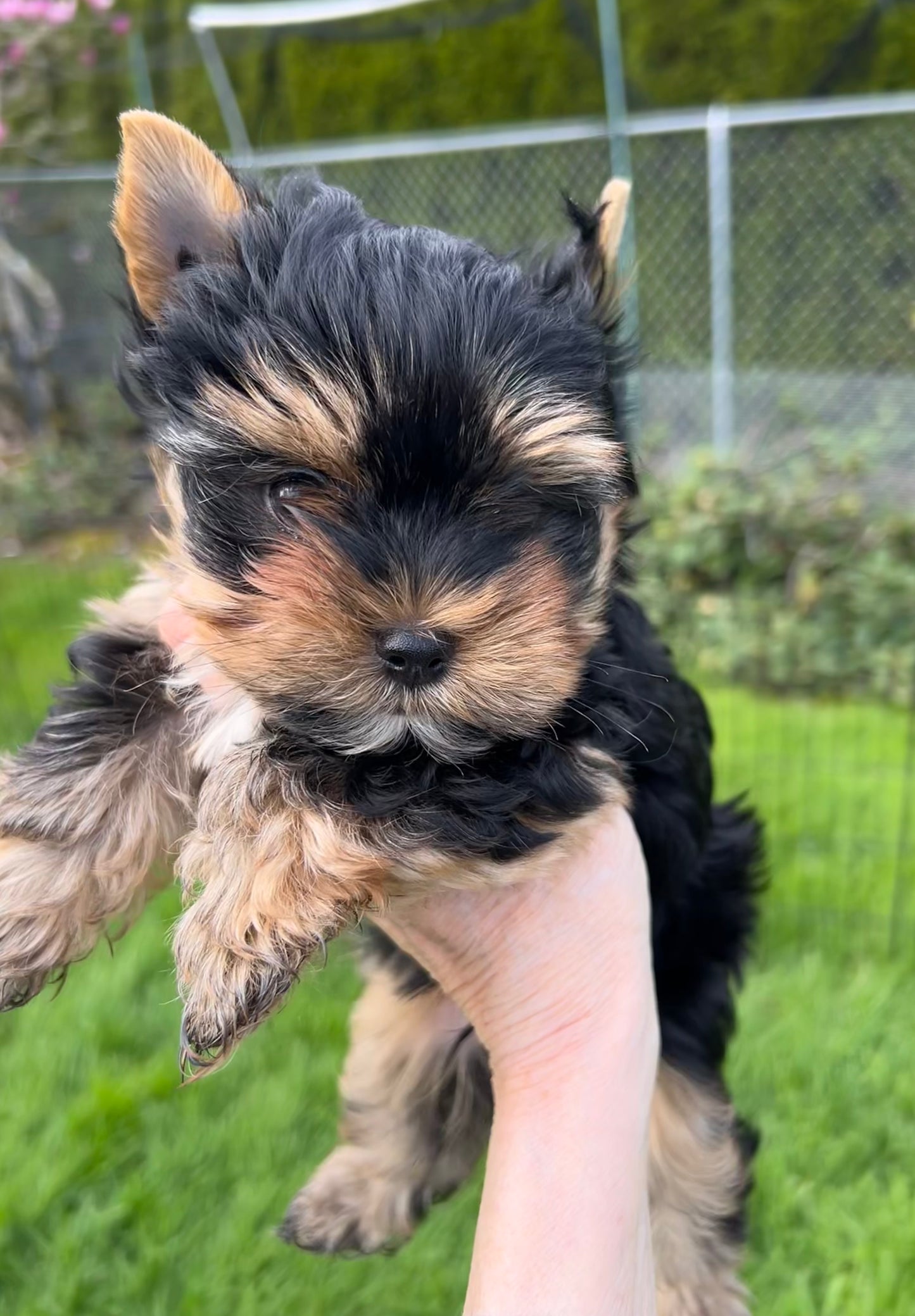 Baby Peanut - Adopted