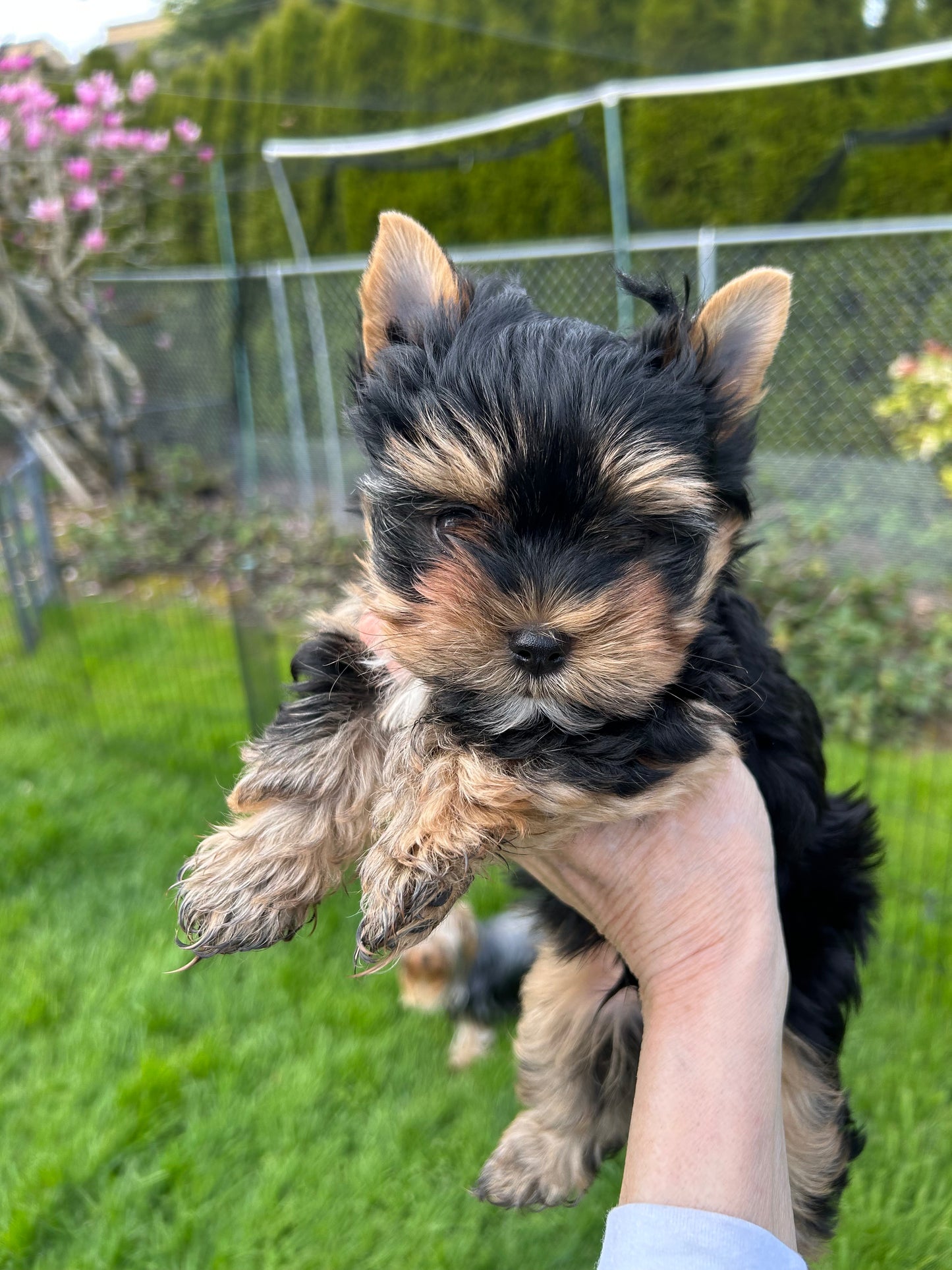 Baby Peanut - Adopted