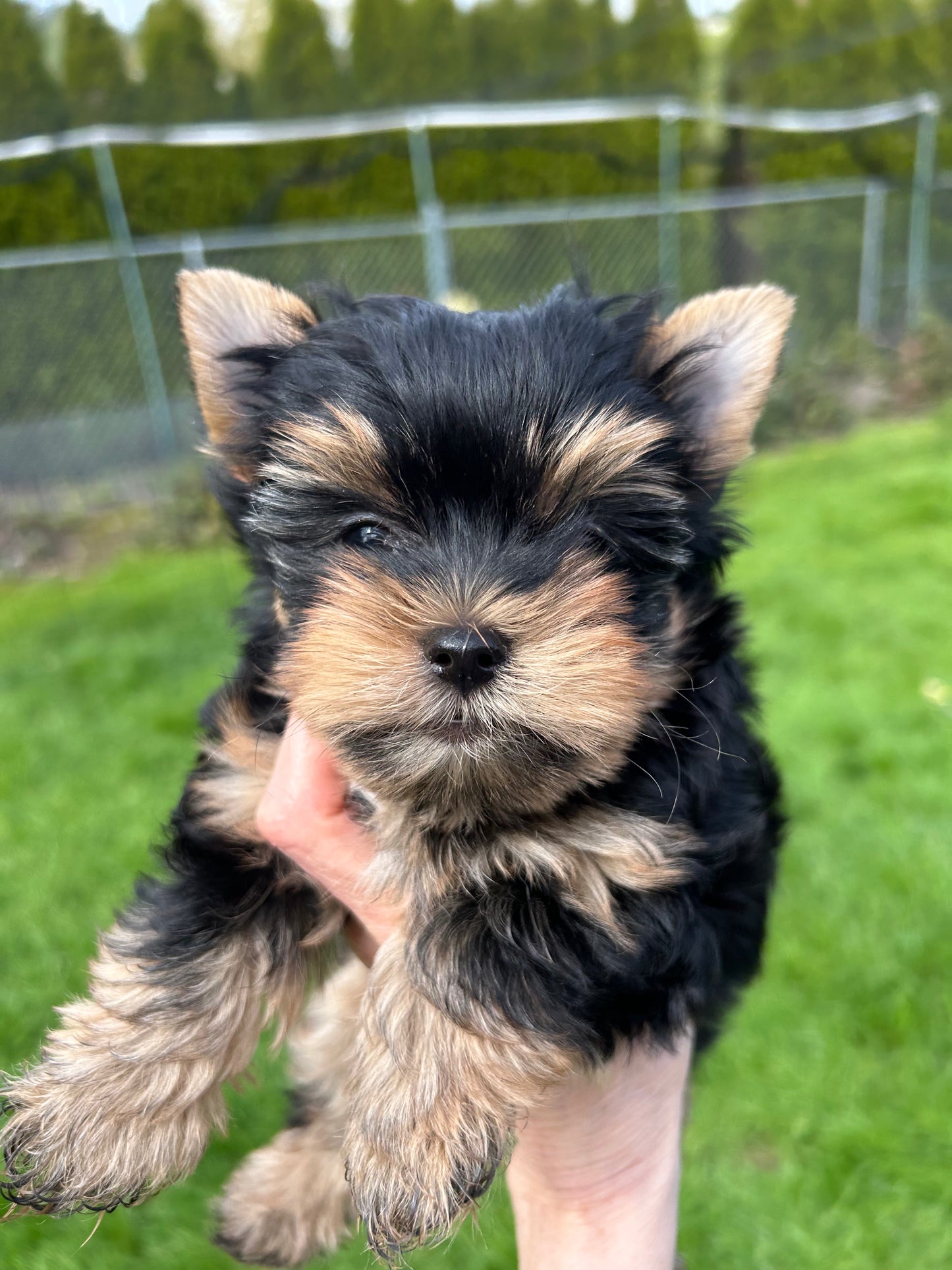 Baby Chestnut - Adopted