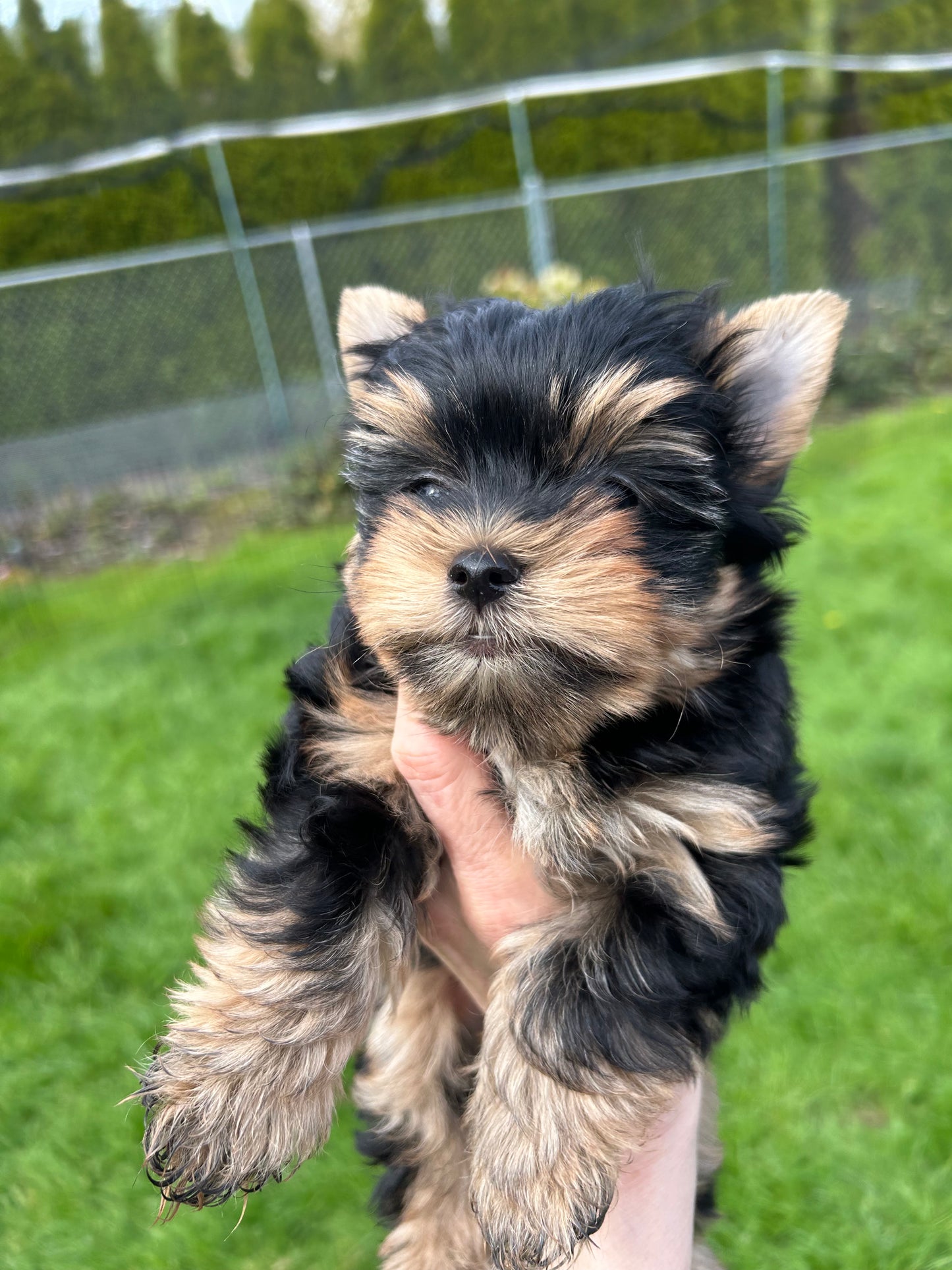Baby Chestnut - Adopted