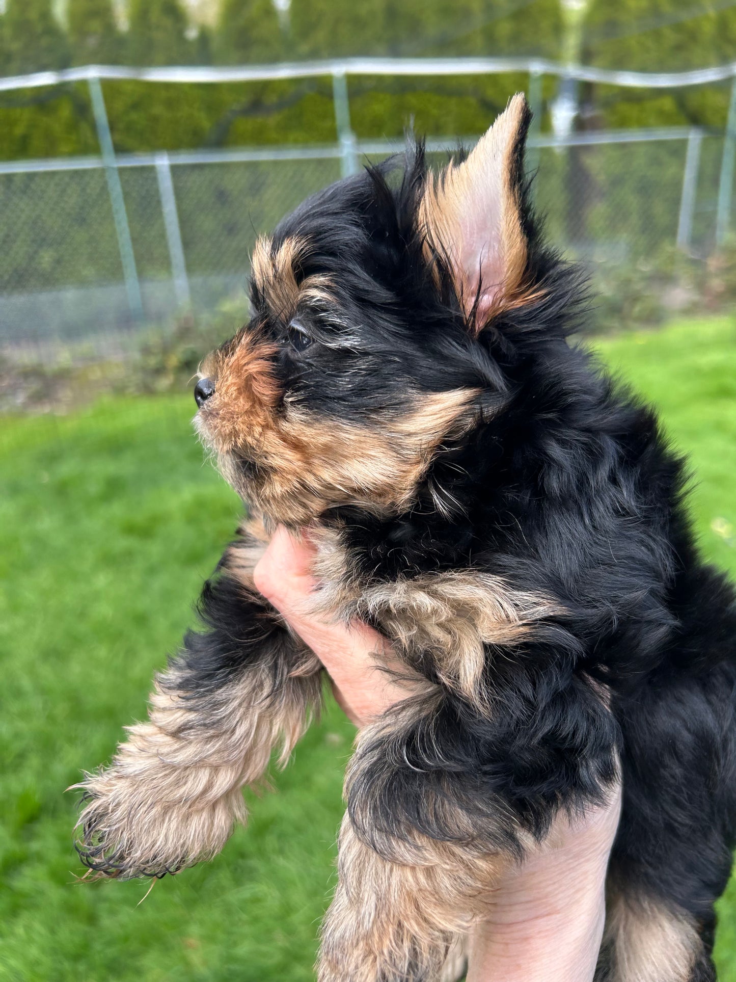Baby Chestnut - Adopted