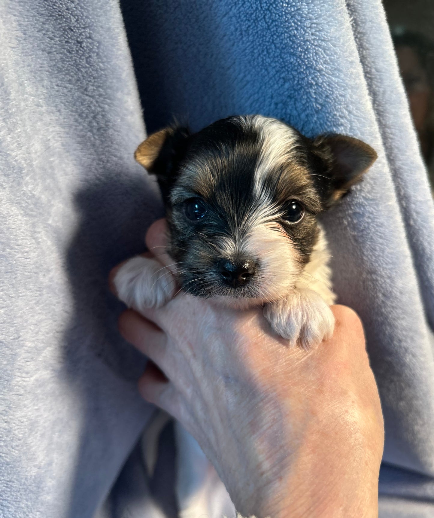 Coral - Adopted