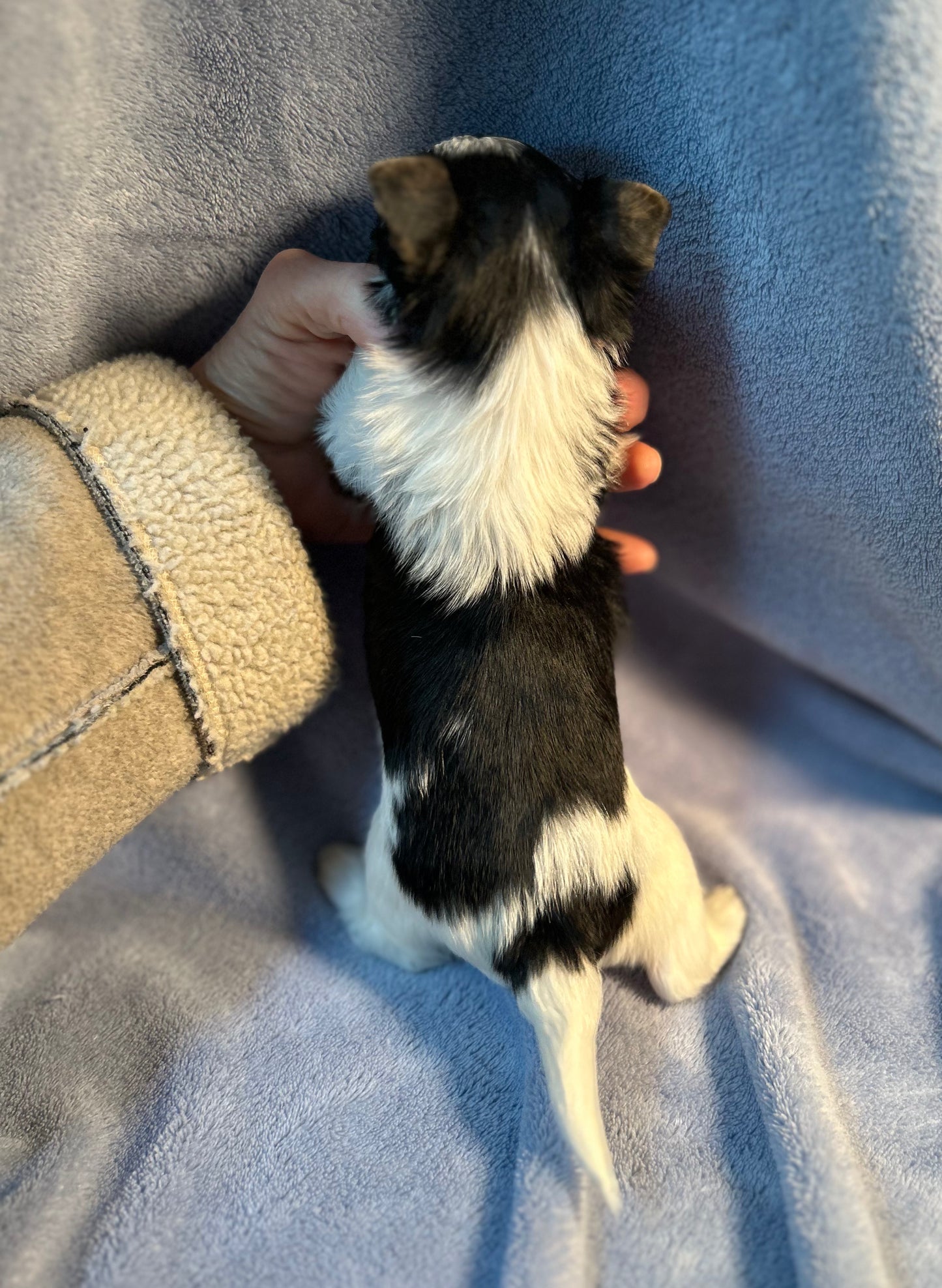 Coral - Adopted