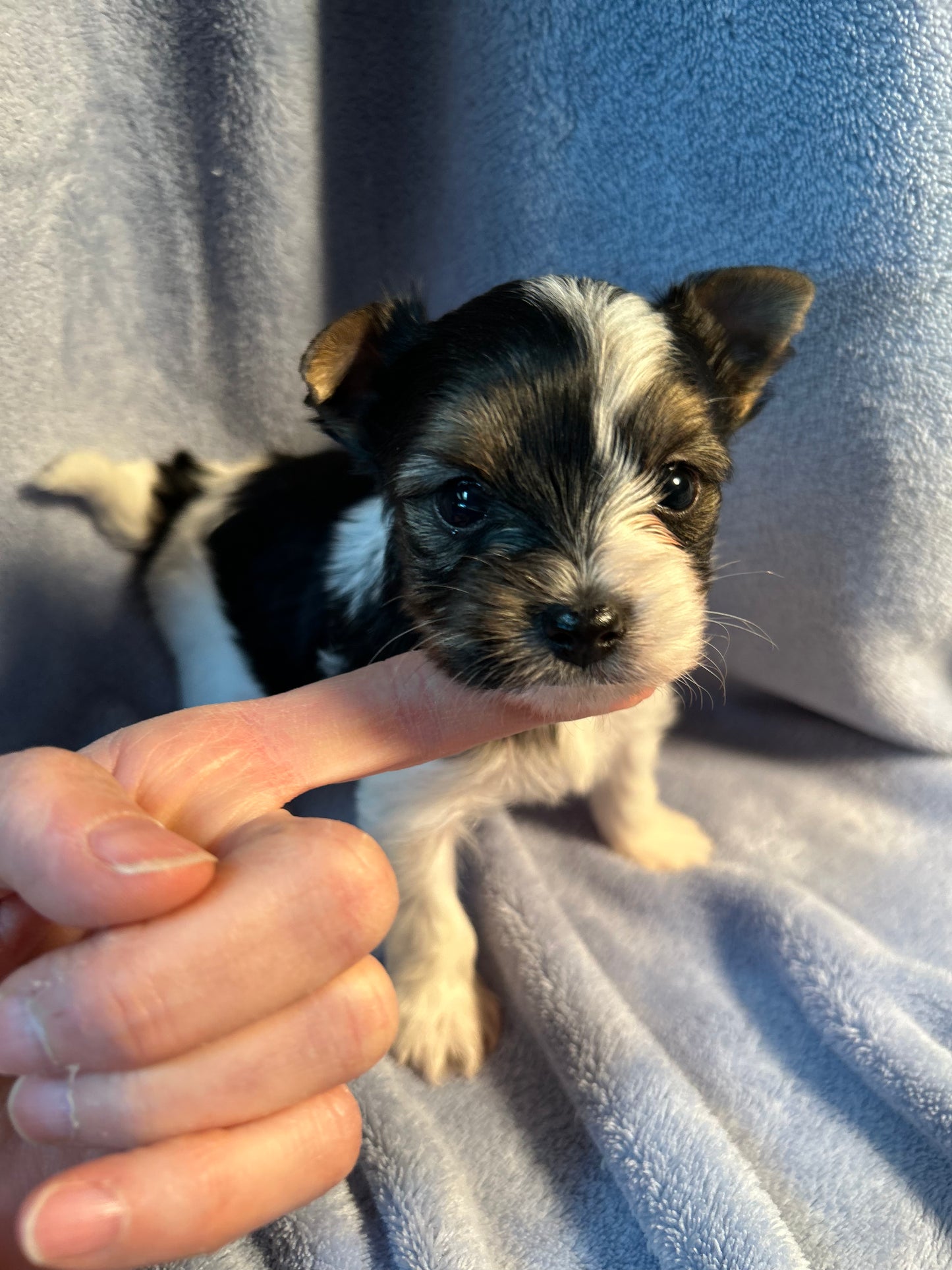 Coral - Adopted