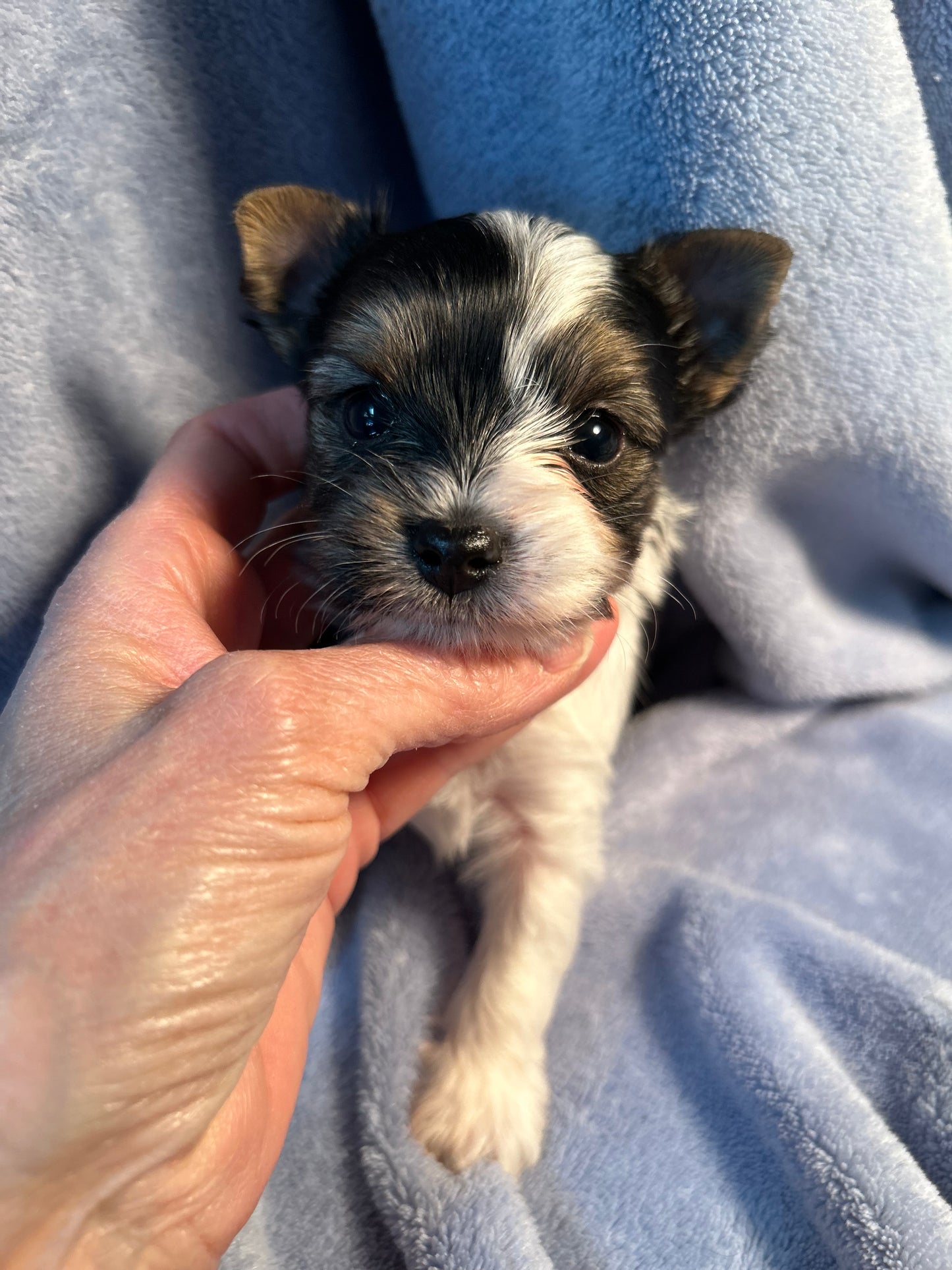 Coral - Adopted