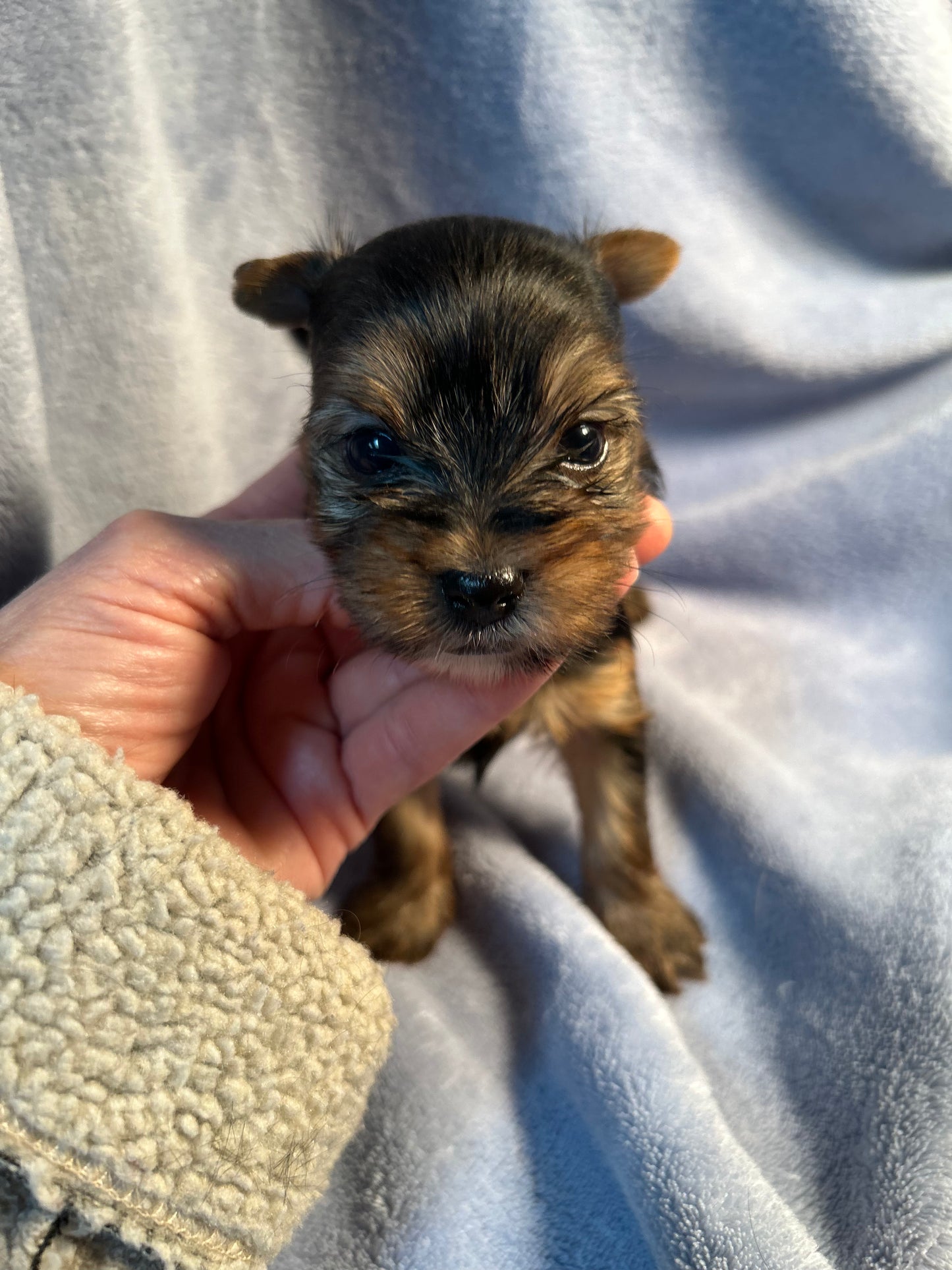 Lil Mighty Clarence - Adopted