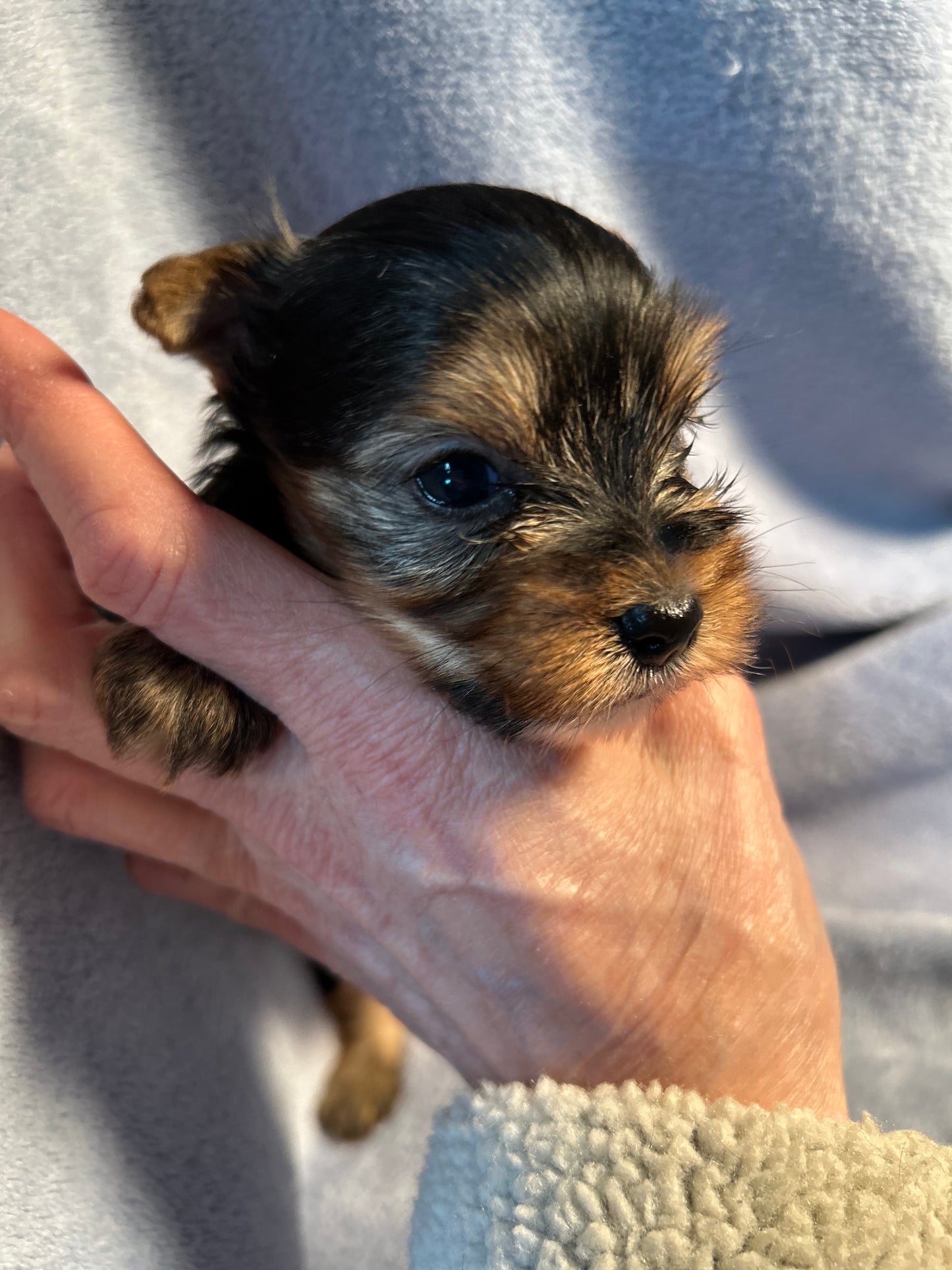 Lil Mighty Clarence - Adopted