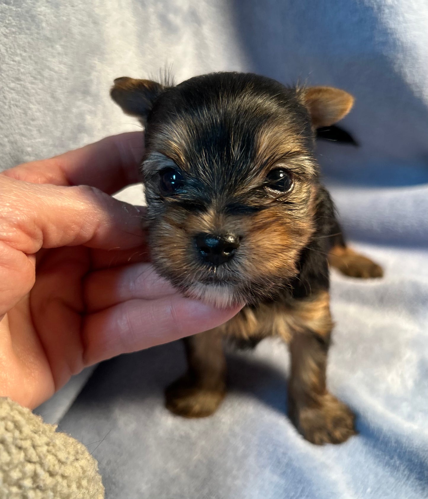 Lil Mighty Clarence - Adopted