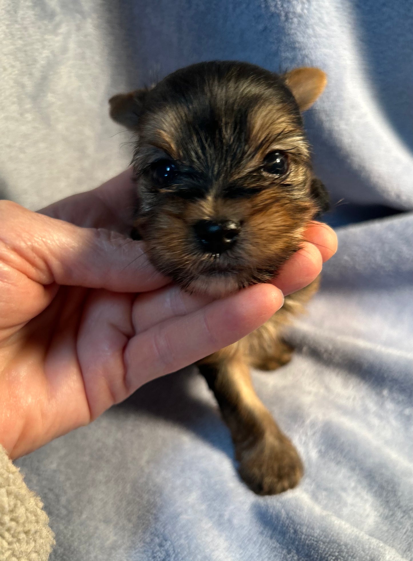 Lil Mighty Clarence - Adopted