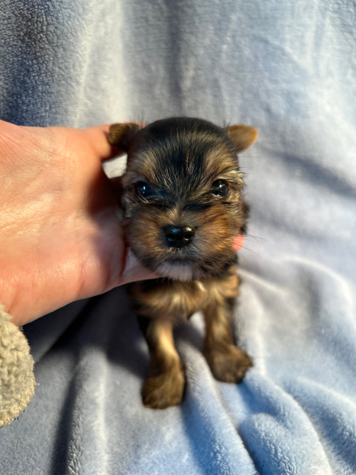 Lil Mighty Clarence - Adopted