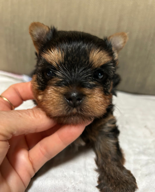 Onyx - Adopted