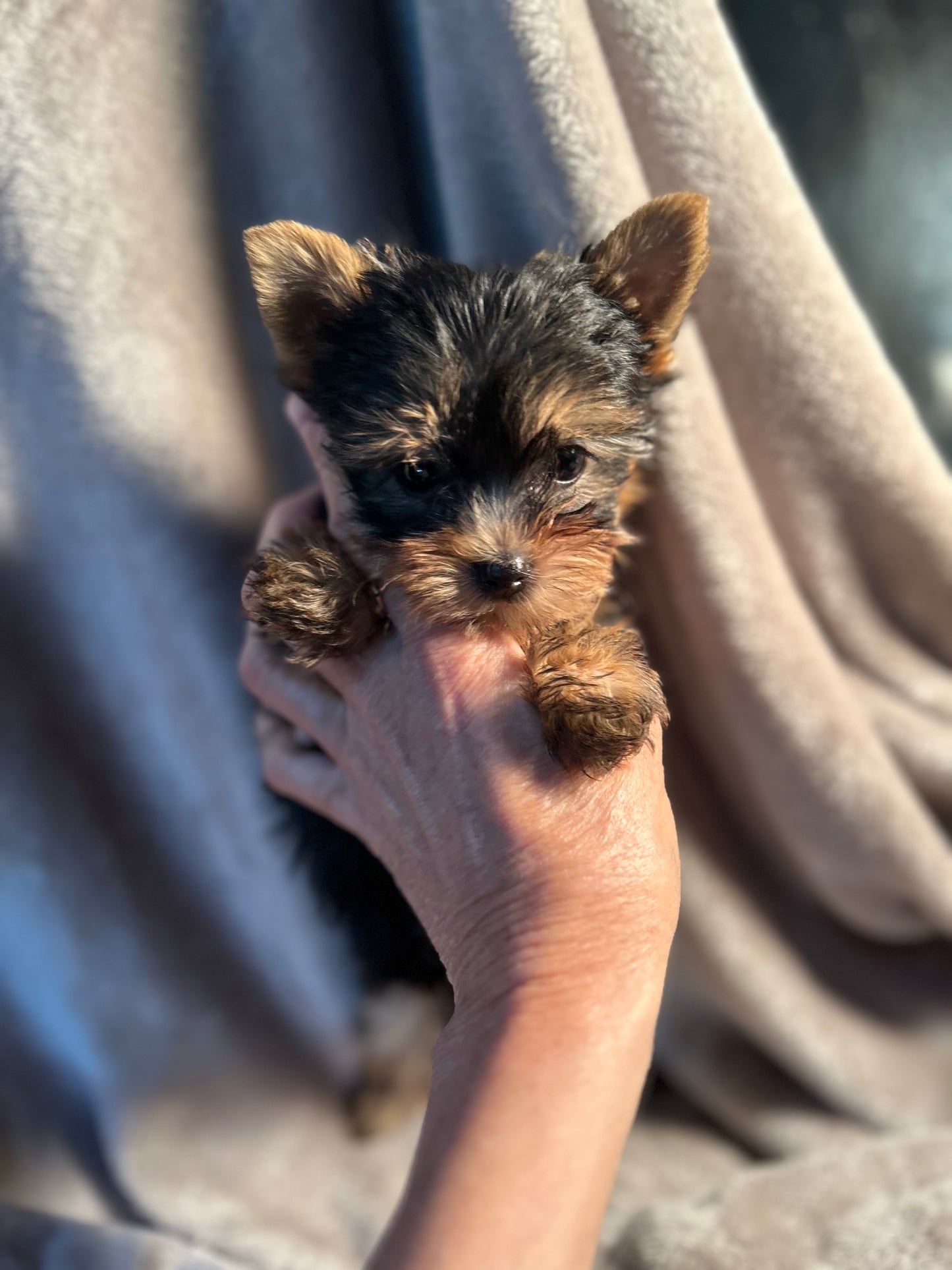 Tinker Bell - Adopted