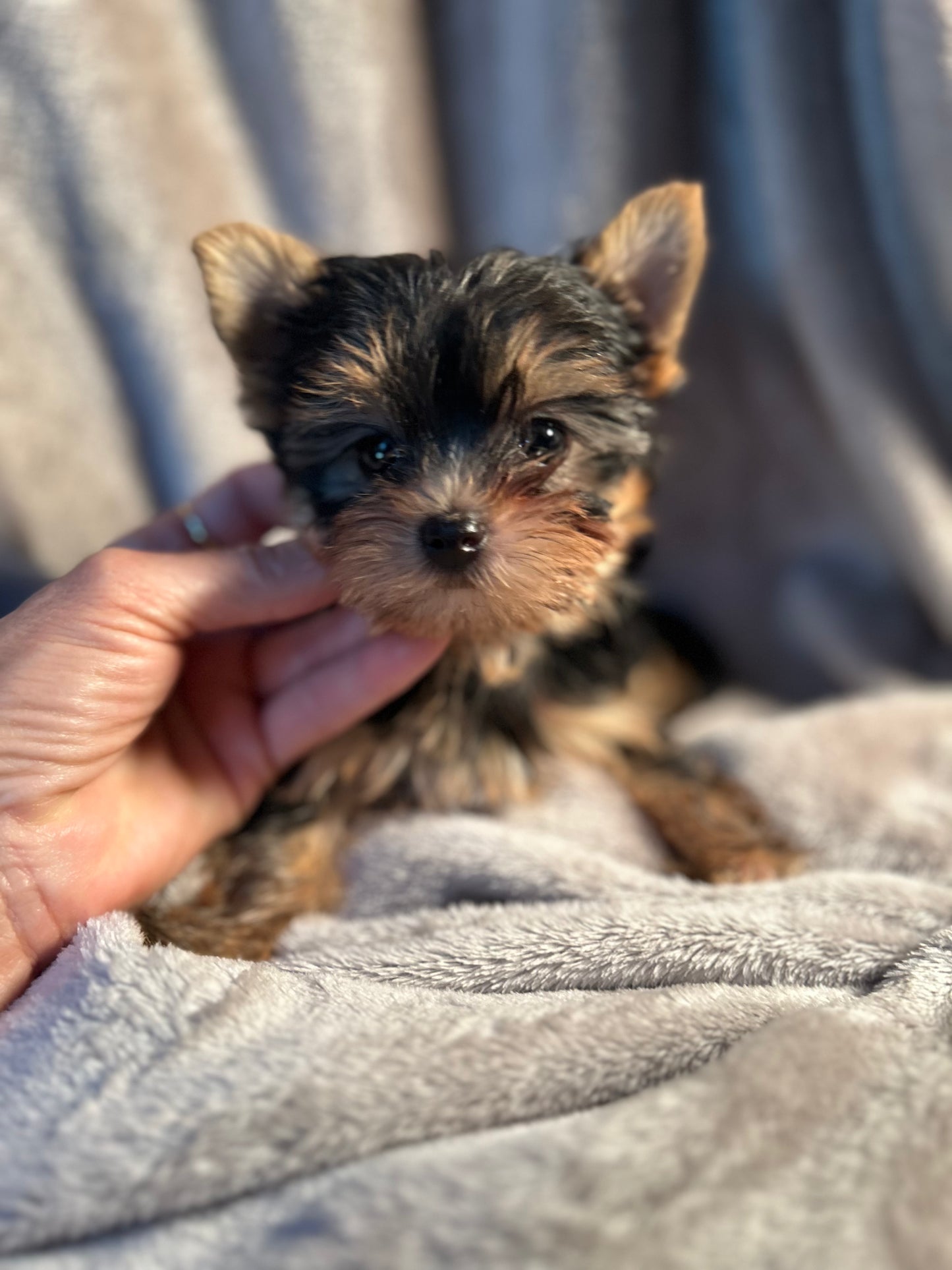 Tinker Bell - Adopted