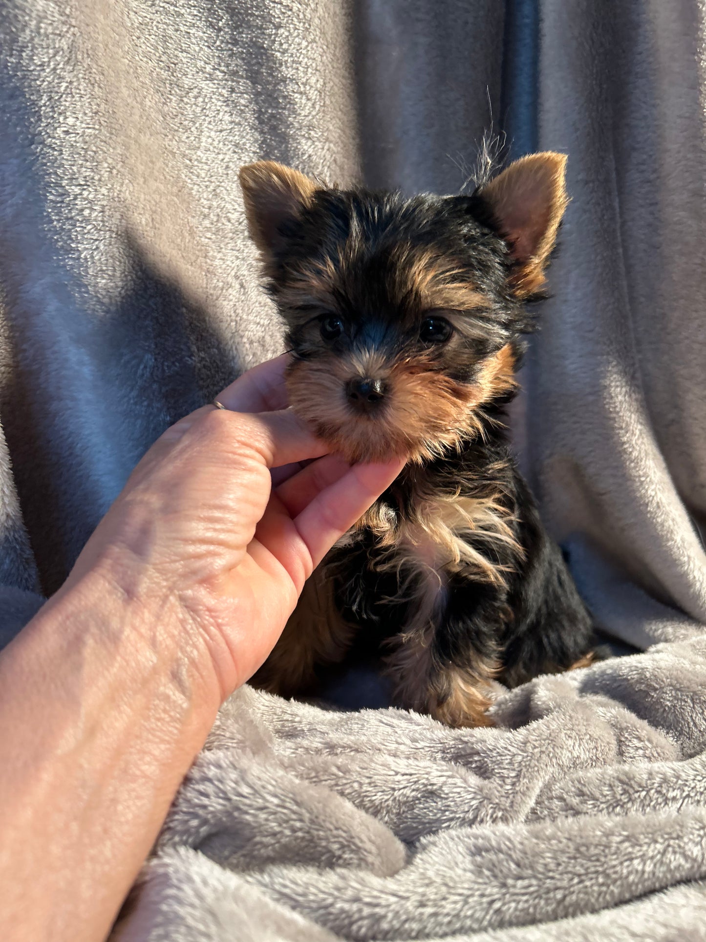 Tinker Bell - Adopted