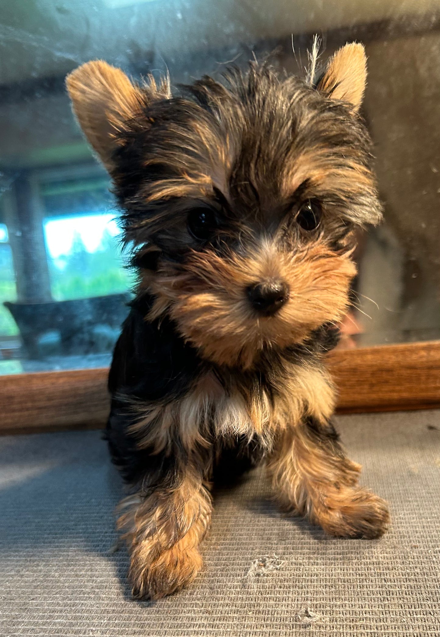 Tinker Bell - Adopted