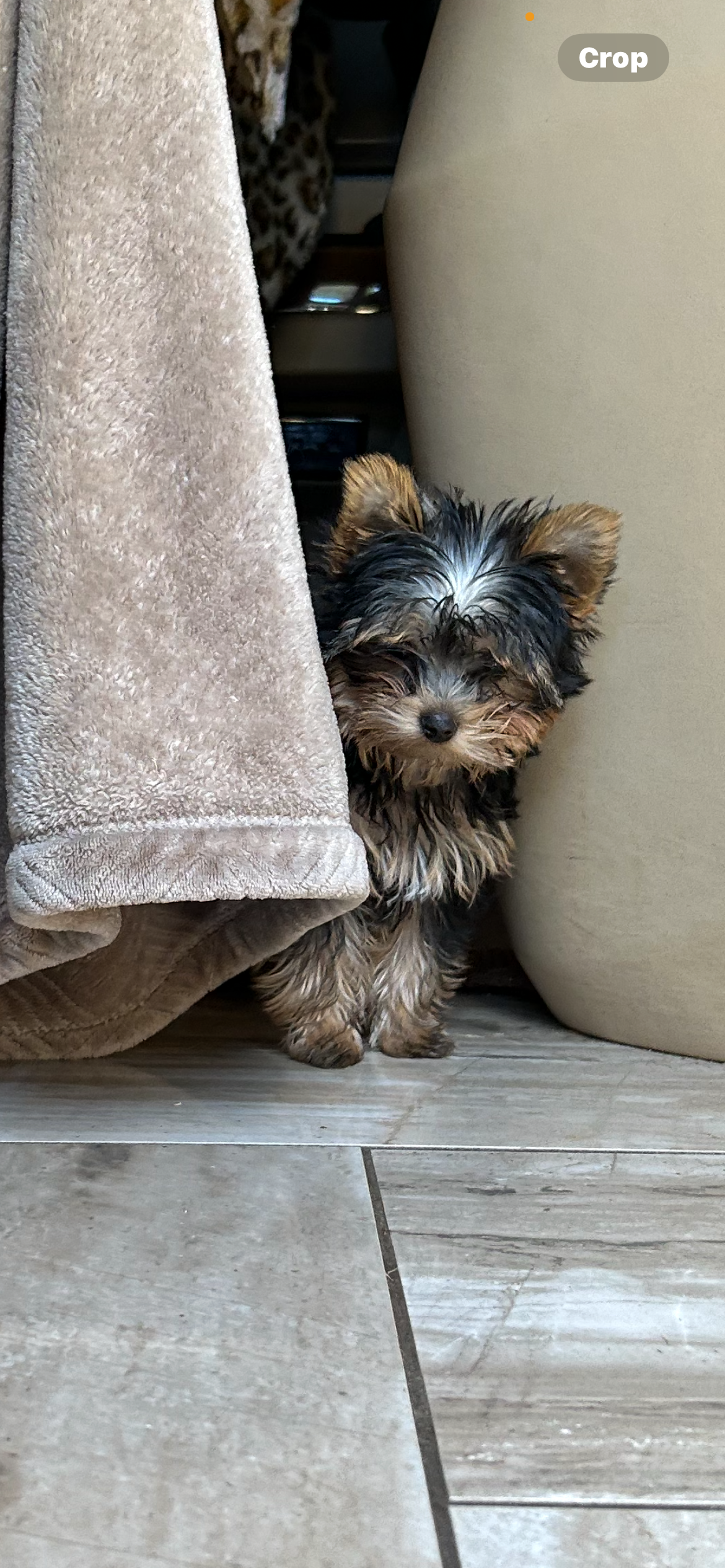 Tinker Bell - Adopted