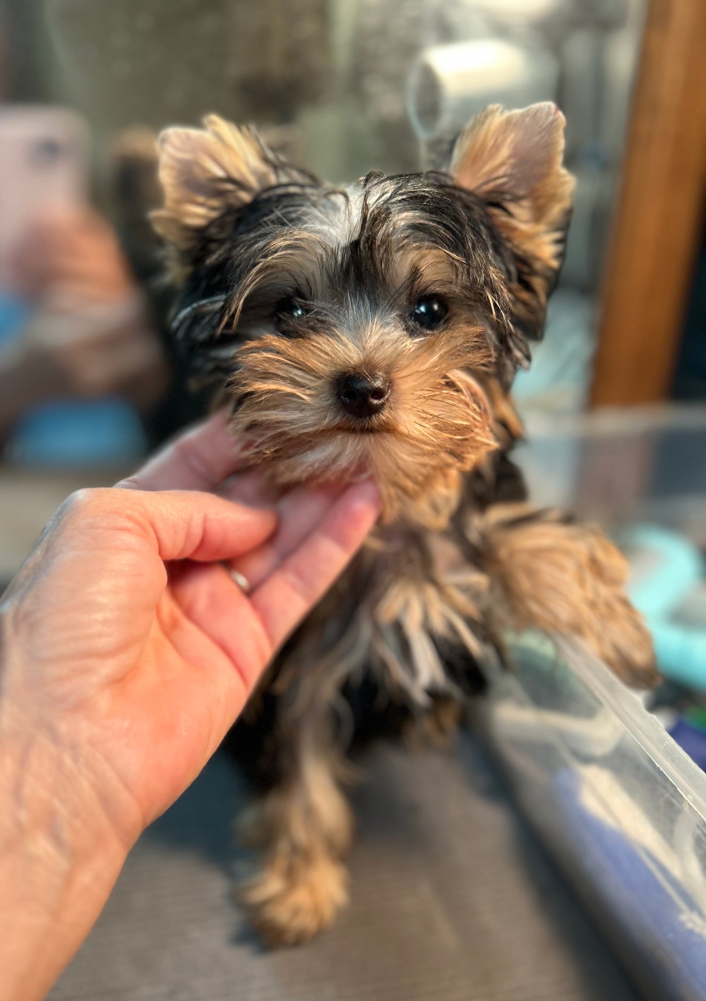 Tinker Bell - Adopted