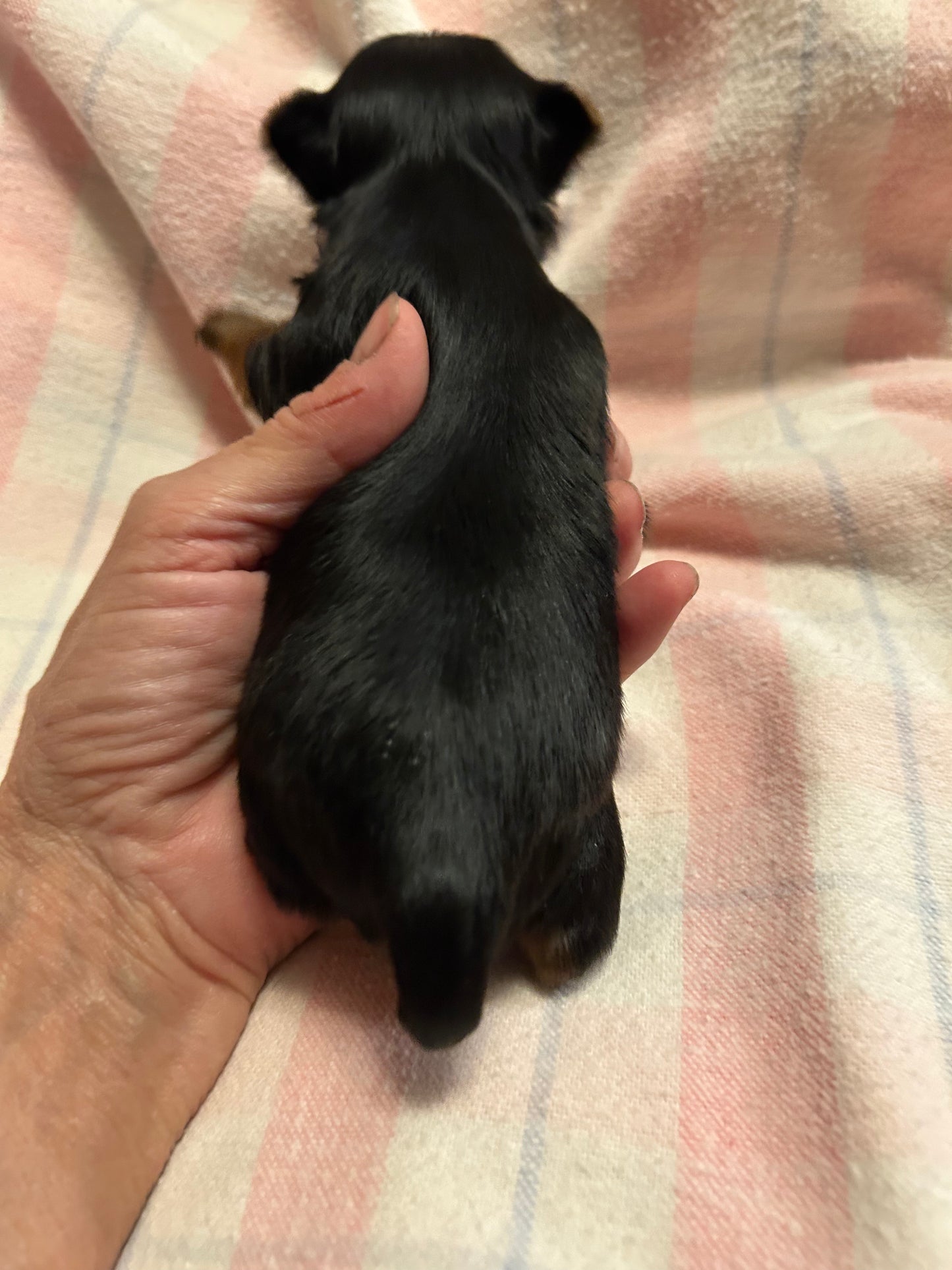 Zoe - Available
