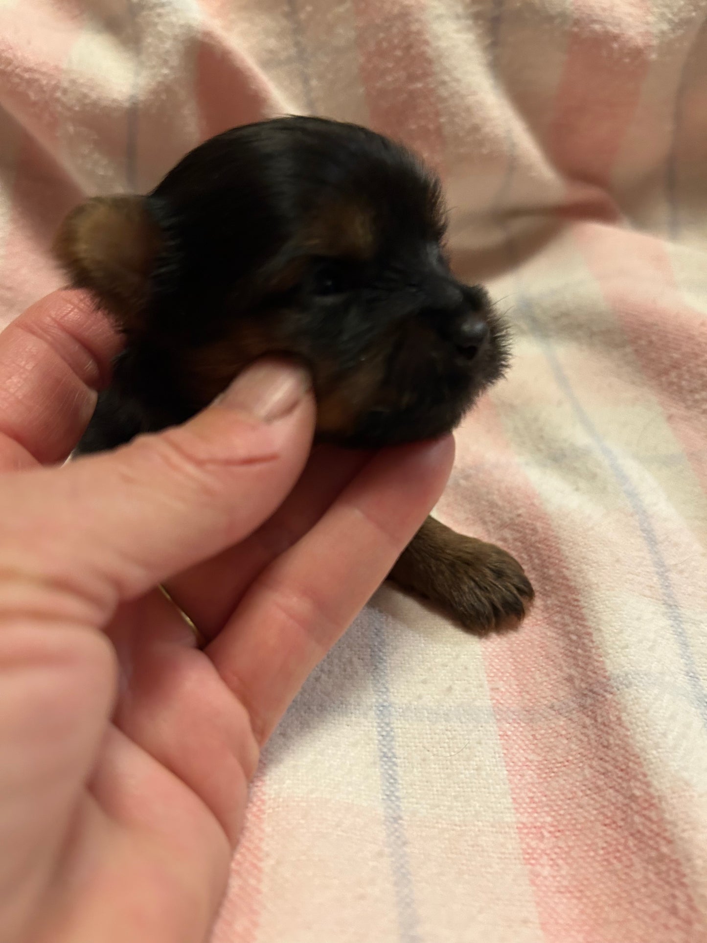 Zoe - Available