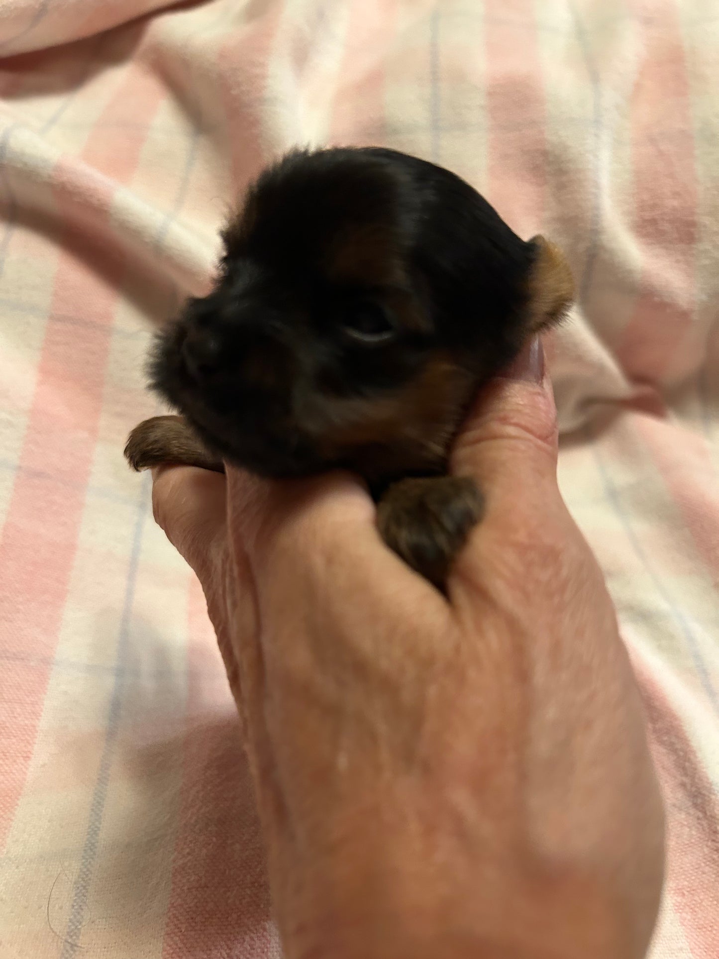 Zoe - Available