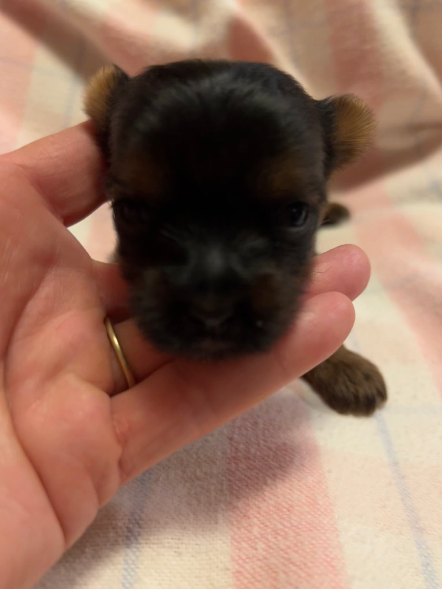 Zoe - Available